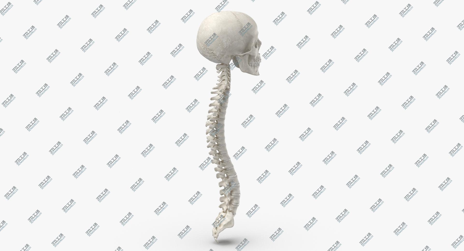 images/goods_img/202104091/3D Real Human Spine Bones Male Skull and Jaw Anatomy With Intervertibral Disks White 01 model/5.jpg